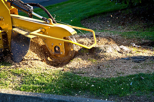 Best Lawn Maintenance Plans  in Cumberland, IN